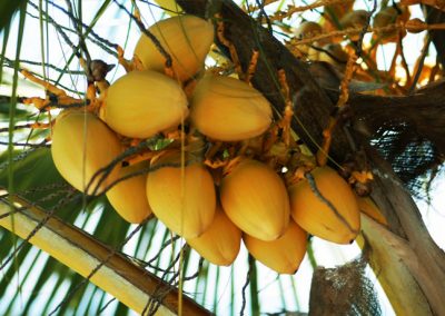 Local Grown Tropical Fruits